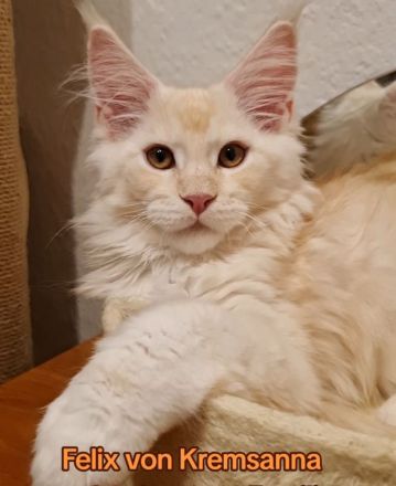 Große reinrassige Maine Coon Kitten mit sehr gutem Stammbaum suchen ein neues Zuhause