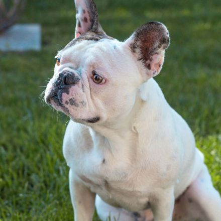 Leo in 06792 Sandersdorf-Brehna sucht sein Für-immer-Zuhause