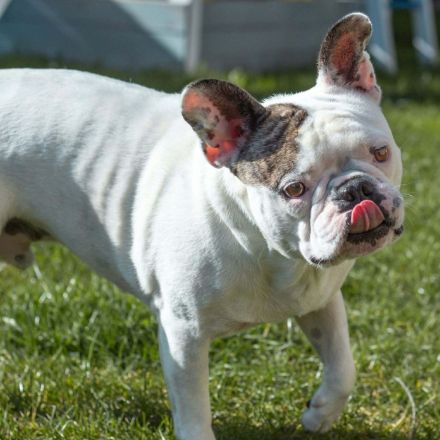 Leo in 06792 Sandersdorf-Brehna sucht sein Für-immer-Zuhause