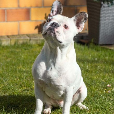 Leo in 06792 Sandersdorf-Brehna sucht sein Für-immer-Zuhause