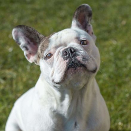 Leo in 06792 Sandersdorf-Brehna sucht sein Für-immer-Zuhause