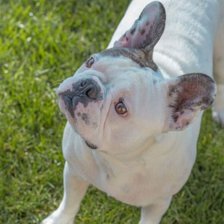 Leo in 06792 Sandersdorf-Brehna sucht sein Für-immer-Zuhause