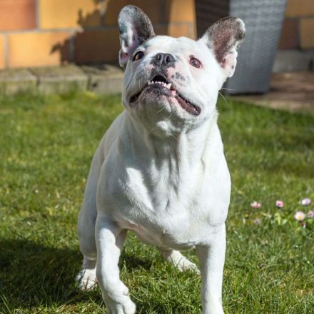 Leo in 06792 Sandersdorf-Brehna sucht sein Für-immer-Zuhause
