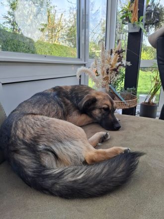 Pino auf Pflegestelle in 48268 Greven sucht sein Für-immer-Zuhause