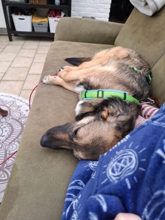 Pino auf Pflegestelle in 48268 Greven sucht sein Für-immer-Zuhause