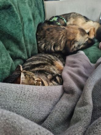 Pino auf Pflegestelle in 48268 Greven sucht sein Für-immer-Zuhause