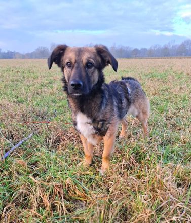 Pino auf Pflegestelle in 48268 Greven sucht sein Für-immer-Zuhause