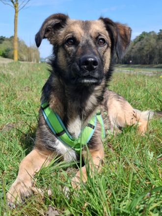 Pino auf Pflegestelle in 48268 Greven sucht sein Für-immer-Zuhause