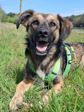 Pino auf Pflegestelle in 48268 Greven sucht sein Für-immer-Zuhause