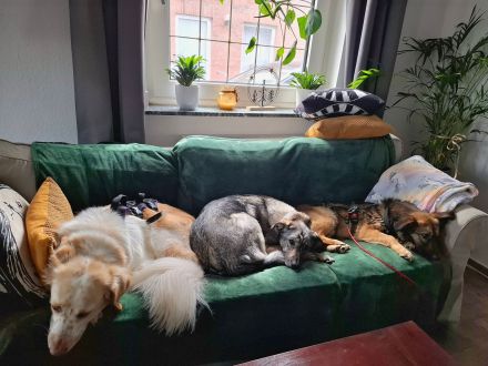 Pino auf Pflegestelle in 48268 Greven sucht sein Für-immer-Zuhause