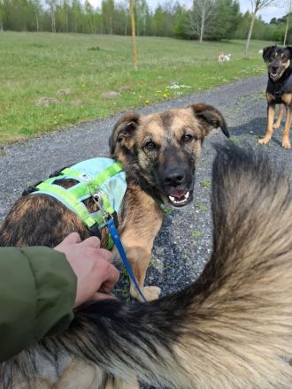 Pino auf Pflegestelle in 48268 Greven sucht sein Für-immer-Zuhause