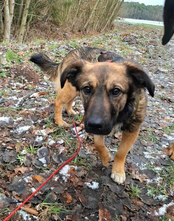 Pino auf Pflegestelle in 48268 Greven sucht sein Für-immer-Zuhause