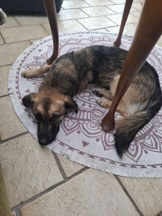 Pino auf Pflegestelle in 48268 Greven sucht sein Für-immer-Zuhause