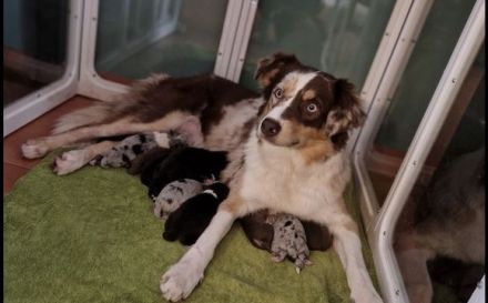 10 Supersüsse Australian Shepherd-Welpen suchen ihr Für-Immer-Zuhause