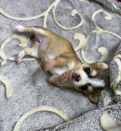 Langhaar Chihuahua-Welpen mit Ahnentafel abzugeben
