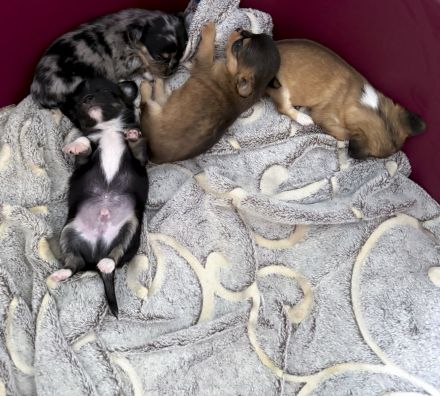Langhaar Chihuahua-Welpen mit Ahnentafel abzugeben