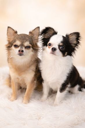Langhaar Chihuahua-Welpen mit Ahnentafel abzugeben