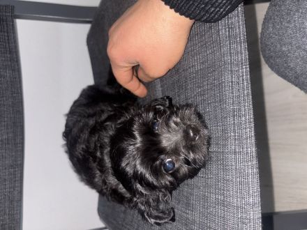 Zwergpinscher poodle Welpe schwarz rüde