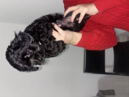 Zwergpinscher poodle Welpe schwarz rüde