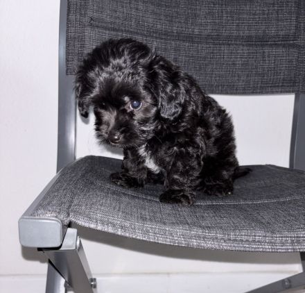 Zwergpinscher poodle Welpe schwarz rüde