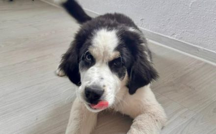 Lennart sucht ein neues Zuhause