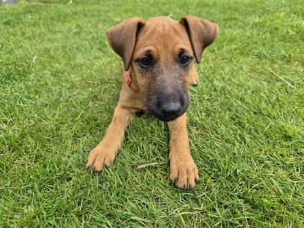 Jagdterrier/ Heideterrier