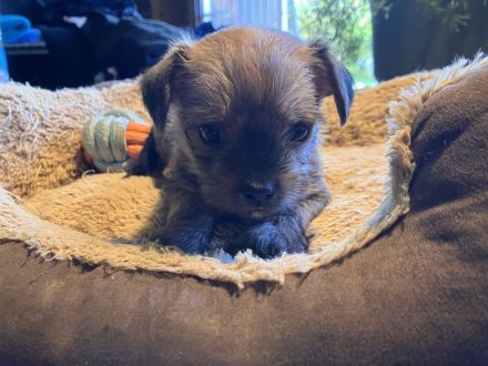 Fünf winzige Herzensbrecher suchen ein Zuhause (Yorkie-Chihuahua-Mix)