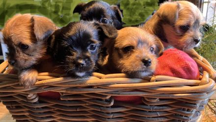 Fünf winzige Herzensbrecher suchen ein Zuhause (Yorkie-Chihuahua-Mix)