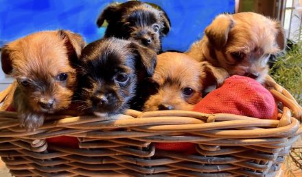 Fünf winzige Herzensbrecher suchen ein Zuhause (Yorkie-Chihuahua-Mix)