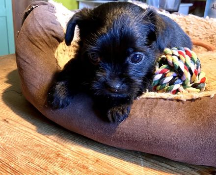 Fünf winzige Herzensbrecher suchen ein Zuhause (Yorkie-Chihuahua-Mix)