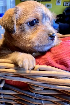 Fünf winzige Herzensbrecher suchen ein Zuhause (Yorkie-Chihuahua-Mix)