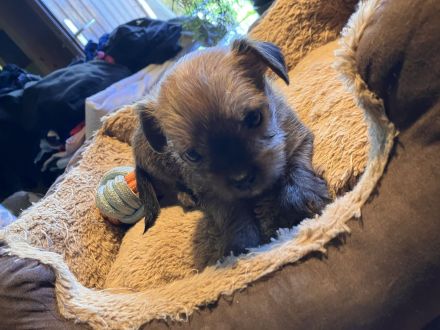 Fünf winzige Herzensbrecher suchen ein Zuhause (Yorkie-Chihuahua-Mix)