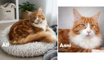 Alf & Anni - verschmustes Geschwisterpaar sucht gemeinsames Zuhause