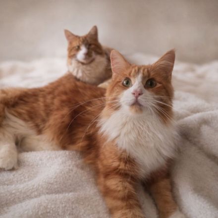 Alf & Anni - verschmustes Geschwisterpaar sucht gemeinsames Zuhause