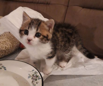 Kätzchen Britisch Kurzhaar BKH Gr.Eu. Champion Kater Katze Whiskas