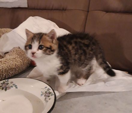 Kätzchen Britisch Kurzhaar BKH Gr.Eu. Champion Kater Katze Whiskas