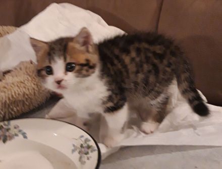 Kätzchen Britisch Kurzhaar BKH Gr.Eu. Champion Kater Katze Whiskas