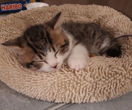 Kätzchen Britisch Kurzhaar BKH Gr.Eu. Champion Kater Katze Whiskas