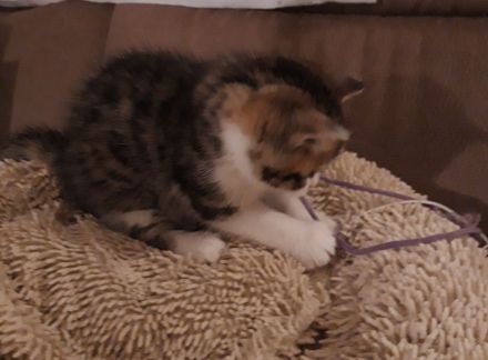 Kätzchen Britisch Kurzhaar BKH Gr.Eu. Champion Kater Katze Whiskas