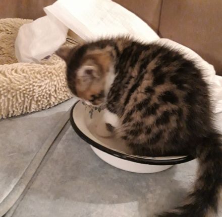 Kätzchen Britisch Kurzhaar BKH Gr.Eu. Champion Kater Katze Whiskas