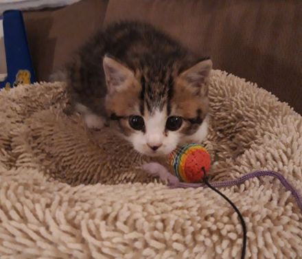 Kätzchen Britisch Kurzhaar BKH Gr.Eu. Champion Kater Katze Whiskas