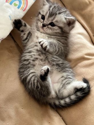 Britisch Kurzhaar Kitten Blue & Classic tabby männlich & weiblich Stammbaum