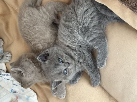 Britisch Kurzhaar Kitten Blue & Classic tabby männlich & weiblich Stammbaum