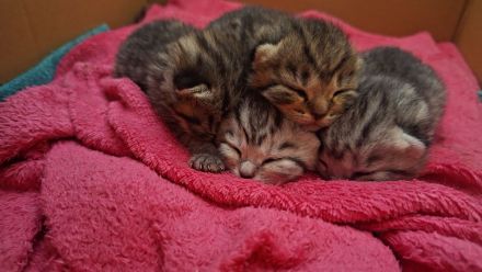 Bkh Katzen mix Kater reinrassig Katze bkh mix