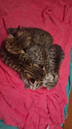 Bkh Katzen mix Kater reinrassig Katze bkh mix