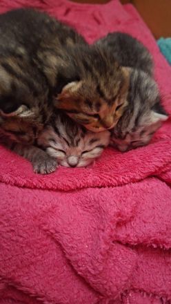 Bkh Katzen mix Kater reinrassig Katze bkh mix