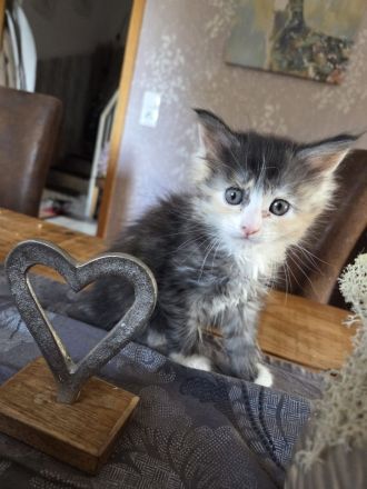 Maine Coon Kitten in liebevolle Hände abzugeben