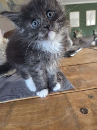 Maine Coon Kitten in liebevolle Hände abzugeben