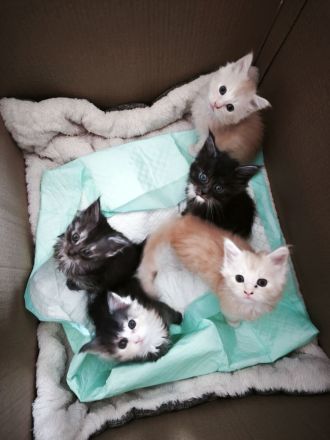 Maine Coon Kitten in liebevolle Hände abzugeben