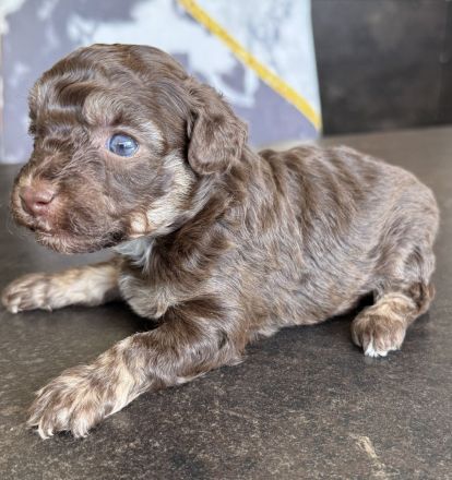 Bezaubernde Welpen aus Bolonka zwetna - Toypudel